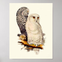 Vintage Snowy Owl Drawing