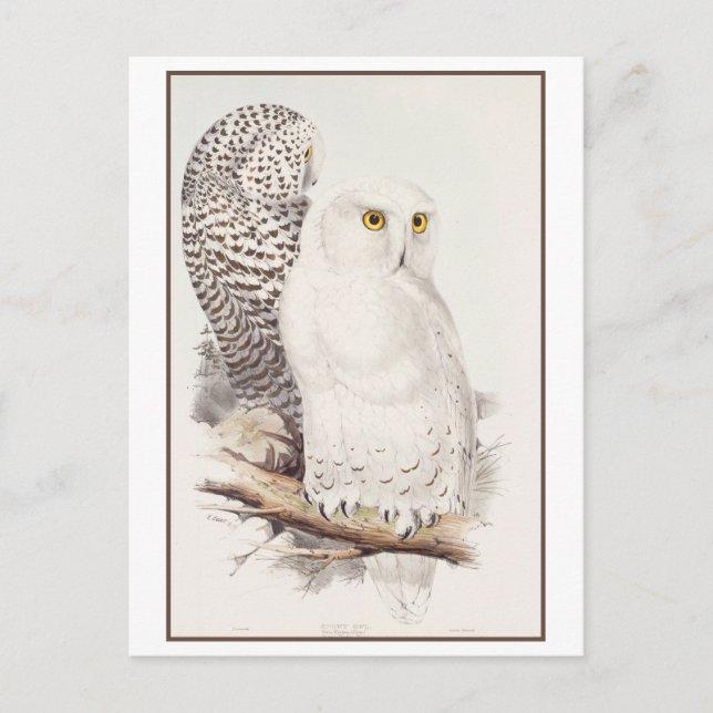 Vintage Snowy Owl Lithograph by Edward Lear Postcard (Front)