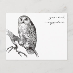 Vintage Snowy Owl Postcard