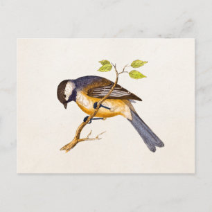 Vintage Song Bird Illustration - 1800's Birds Postcard