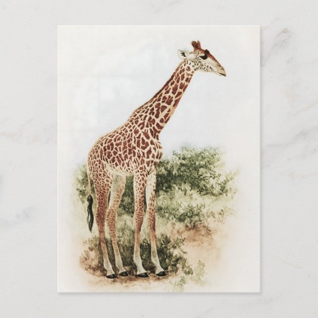 Vintage South African Giraffe Meadow Postcard (Front)