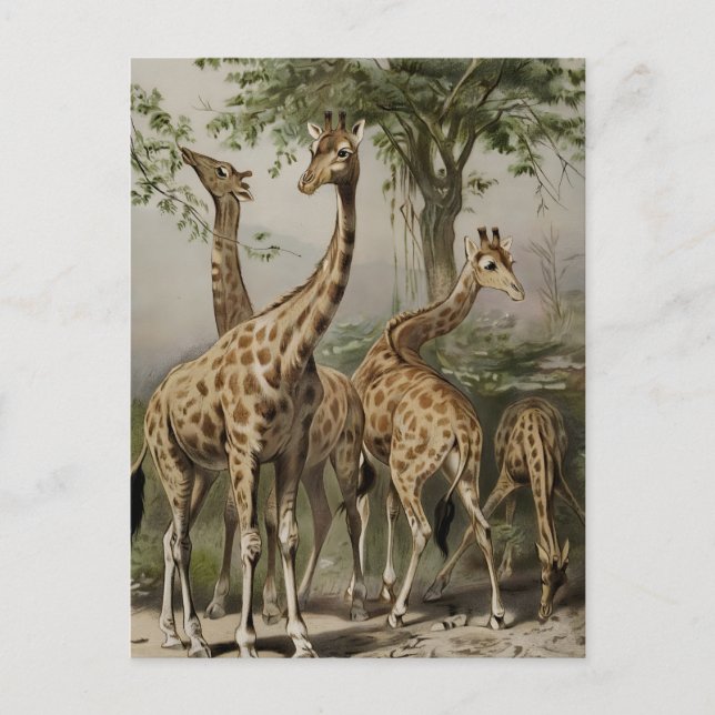 Vintage South African Giraffes Postcard (Front)