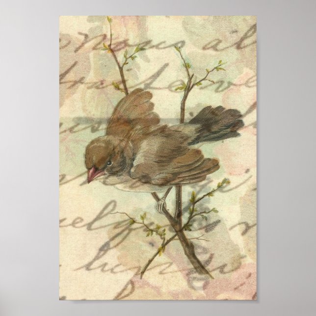 Vintage Sparrow with Handwritten Background Poster (Front)