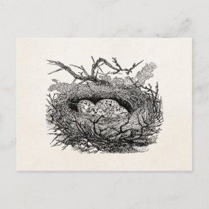 Vintage Speckled Eggs Bird Nest Personalised Birds Postcard