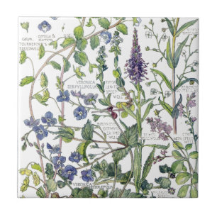 Vintage Speedwell Wildflower Flowers Tile