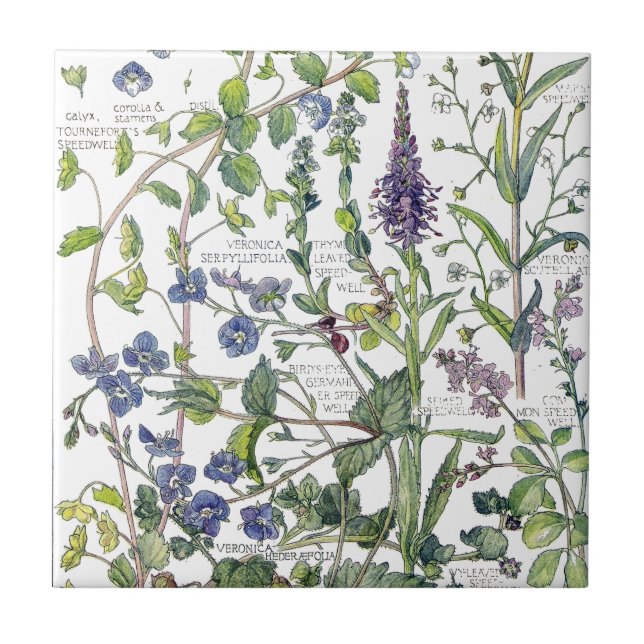 Vintage Speedwell Wildflower Flowers Tile (Front)