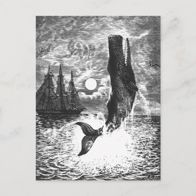 Vintage Sperm Whale Breaching, Marine Life Animals Postcard (Front)