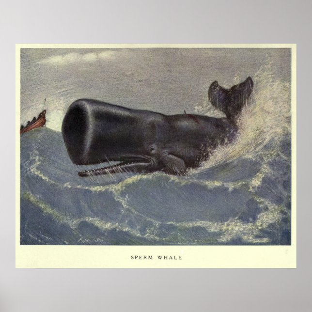 Vintage Sperm Whale Painting (1909) Poster (Front)
