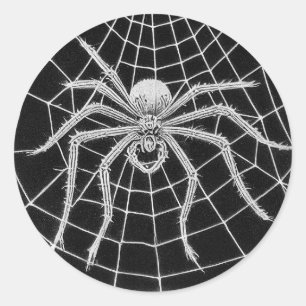 Vintage spider spinning web classic round sticker