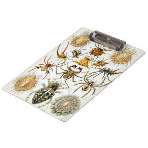 Vintage Spiders or Arachnids by Ernst Haeckel Clipboard