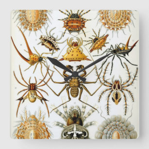 Vintage Spiders or Arachnids by Ernst Haeckel Square Wall Clock
