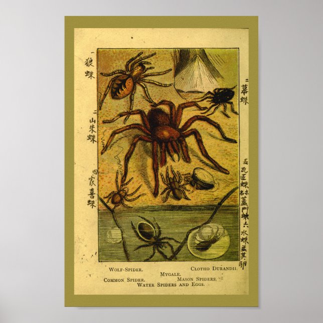 Vintage Spiders Tarantula Natural History Print (Front)
