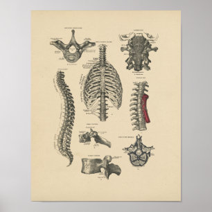 Vintage Spinal Anatomy 1880 Print