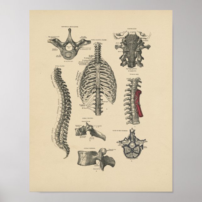 Vintage Spinal Anatomy 1880 Print (Front)