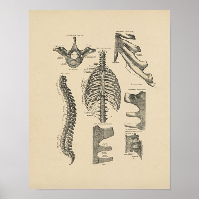 Vintage Spinal Anatomy 1880 Print (Front)