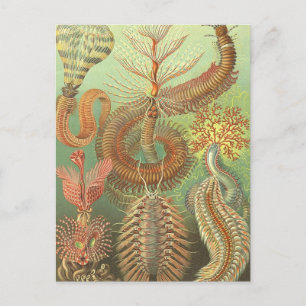 Vintage Spined Marine Worms Illustration Postcard