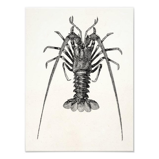 Vintage Spiny Lobster Personalised Template Photo Print (Front)