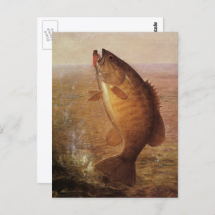 Vintage Sports Fishing, Largemouth Brown Bass Fish Postcard