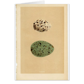 Vintage Spotted Egg Cards