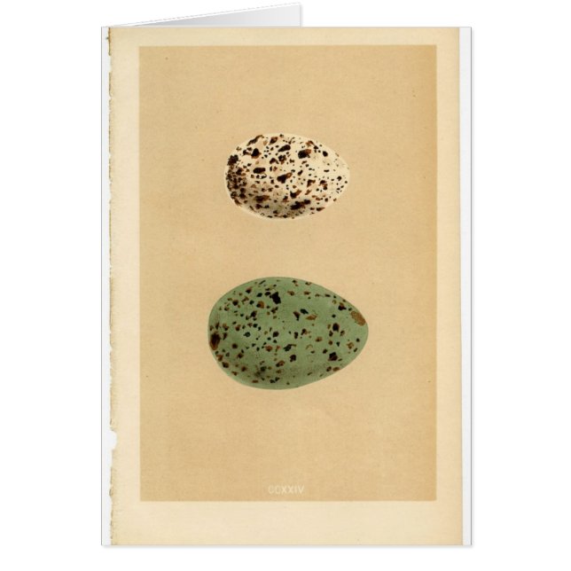 Vintage Spotted Egg Cards (Front)