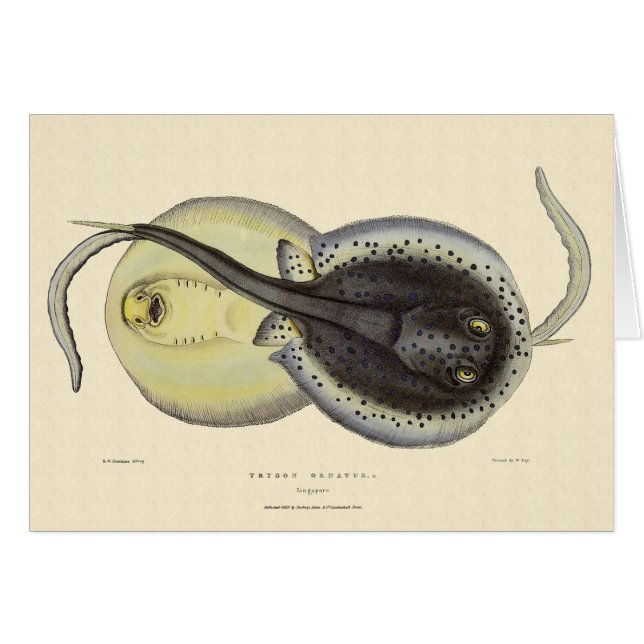 Vintage Spotted Stingrays, Marine Ocean Animals (Front Horizontal)