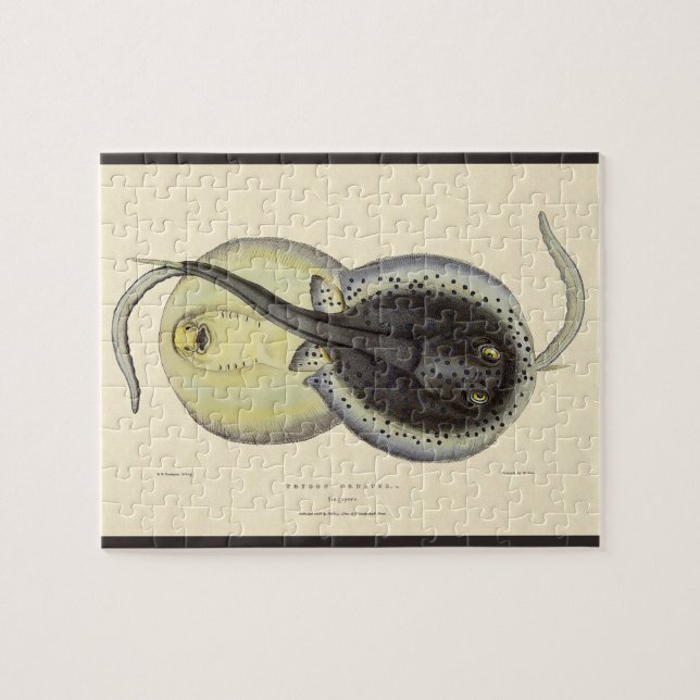 Vintage Spotted Stingrays, Marine Ocean Animals Jigsaw Puzzle (Horizontal)