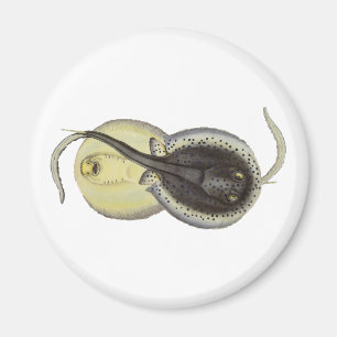 Vintage Spotted Stingrays, Marine Ocean Animals Magnet
