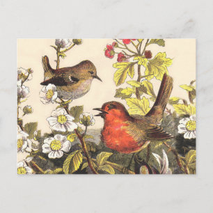 Vintage Spring Robin Songbirds Botanical Floral Postcard