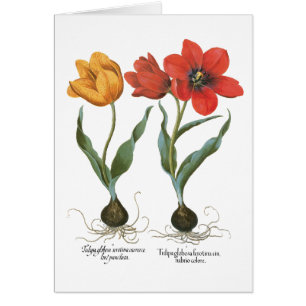 Vintage Spring Tulip Flowers by Basilius Besler