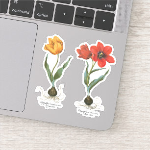 Vintage Spring Tulip Flowers by Basilius Besler