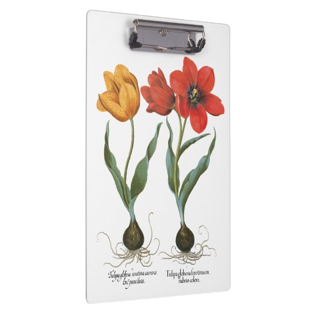 Vintage Spring Tulip Flowers by Basilius Besler Clipboard (Right)