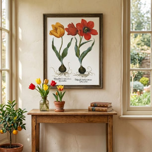 Vintage Spring Tulip Flowers by Basilius Besler Poster