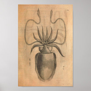 Vintage Squid Art Print Sea Life Illustration