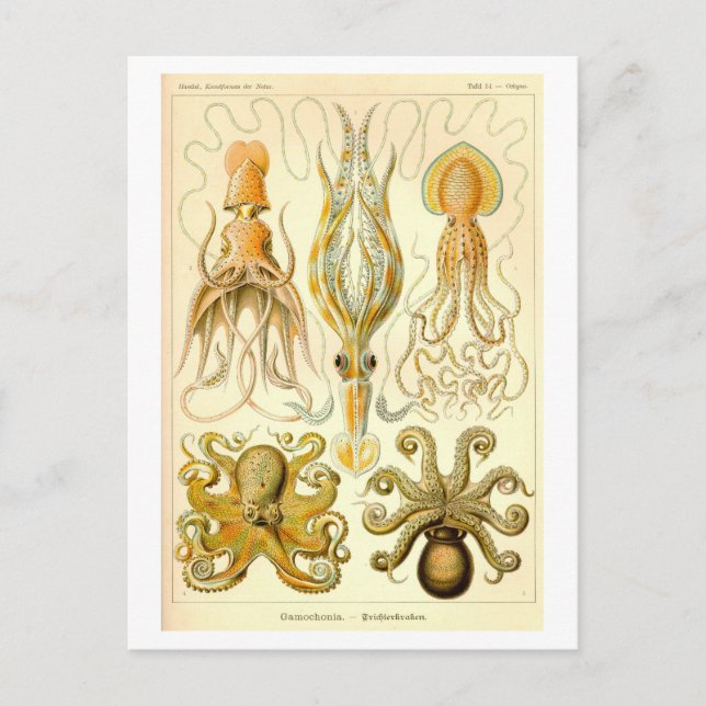 Vintage Squid & Octopus Illustration Postcard (Front)