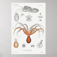Vintage Squid/Octopus Illustration