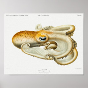 Vintage Squid/Octopus Illustration Poster