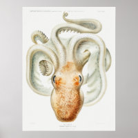Vintage Squid/Octopus Illustration