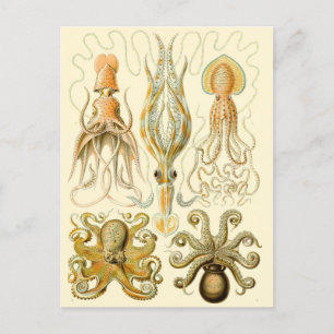 Vintage Squid/Octopus  Postcard