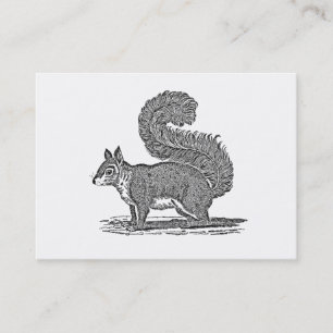 Vintage Squirrel Illustration - 1800's Squirrels Business Card