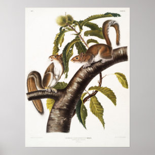 Vintage Squirrel Illustration Poster
