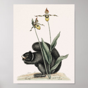 Vintage Squirrel Illustration Poster