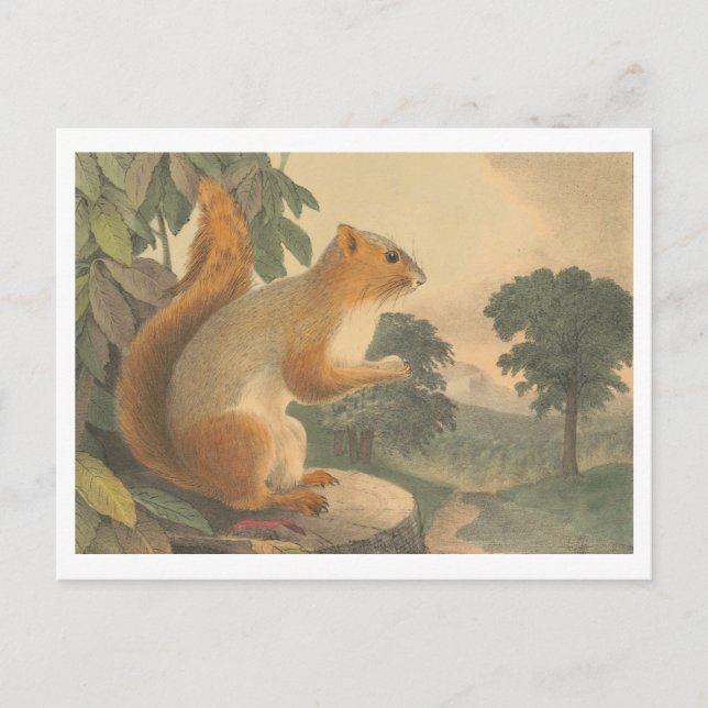 Vintage Squirrel Lithograph Postcard (Front)