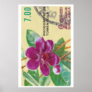 Vintage Sri Lanka Flower Print - Postage Stam