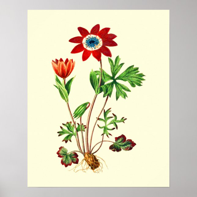 Vintage Star Anemone Flower Poster (Front)