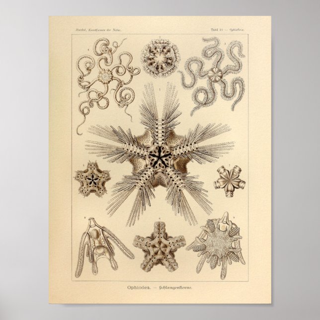 Vintage Star Fish Colour Ernst Haeckel Print (Front)