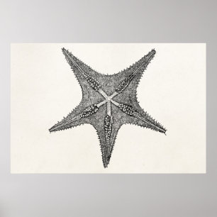Vintage Starfish Antique Star Fish Template Poster