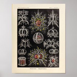 Vintage Stephoidea Colour Ernst Haeckel Art Print