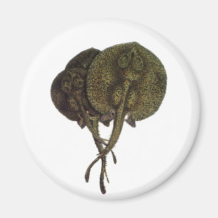 Vintage Sting Rays Stingrays, Marine Life Animals Magnet