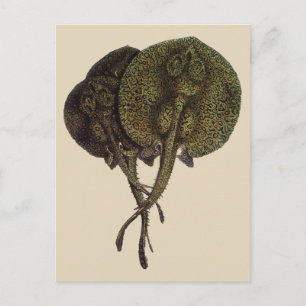 Vintage Sting Rays Stingrays, Marine Life Animals Postcard