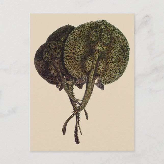Vintage Sting Rays Stingrays, Marine Life Animals Postcard (Front)